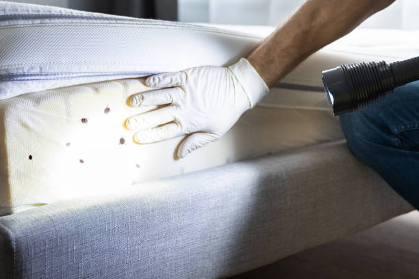 Best Pest Inspection Near Me  in Laguna Niguel, CA