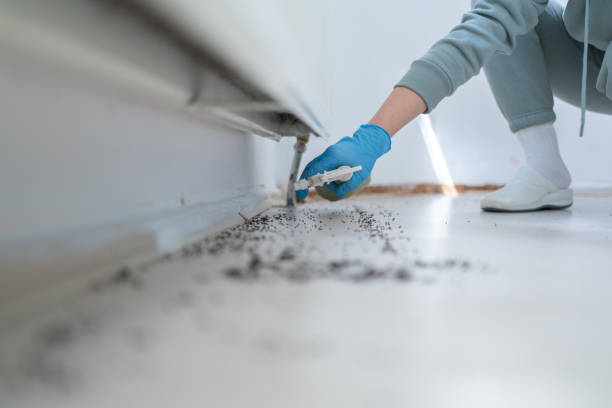 Best Affordable Pest Control Services  in Laguna Niguel, CA